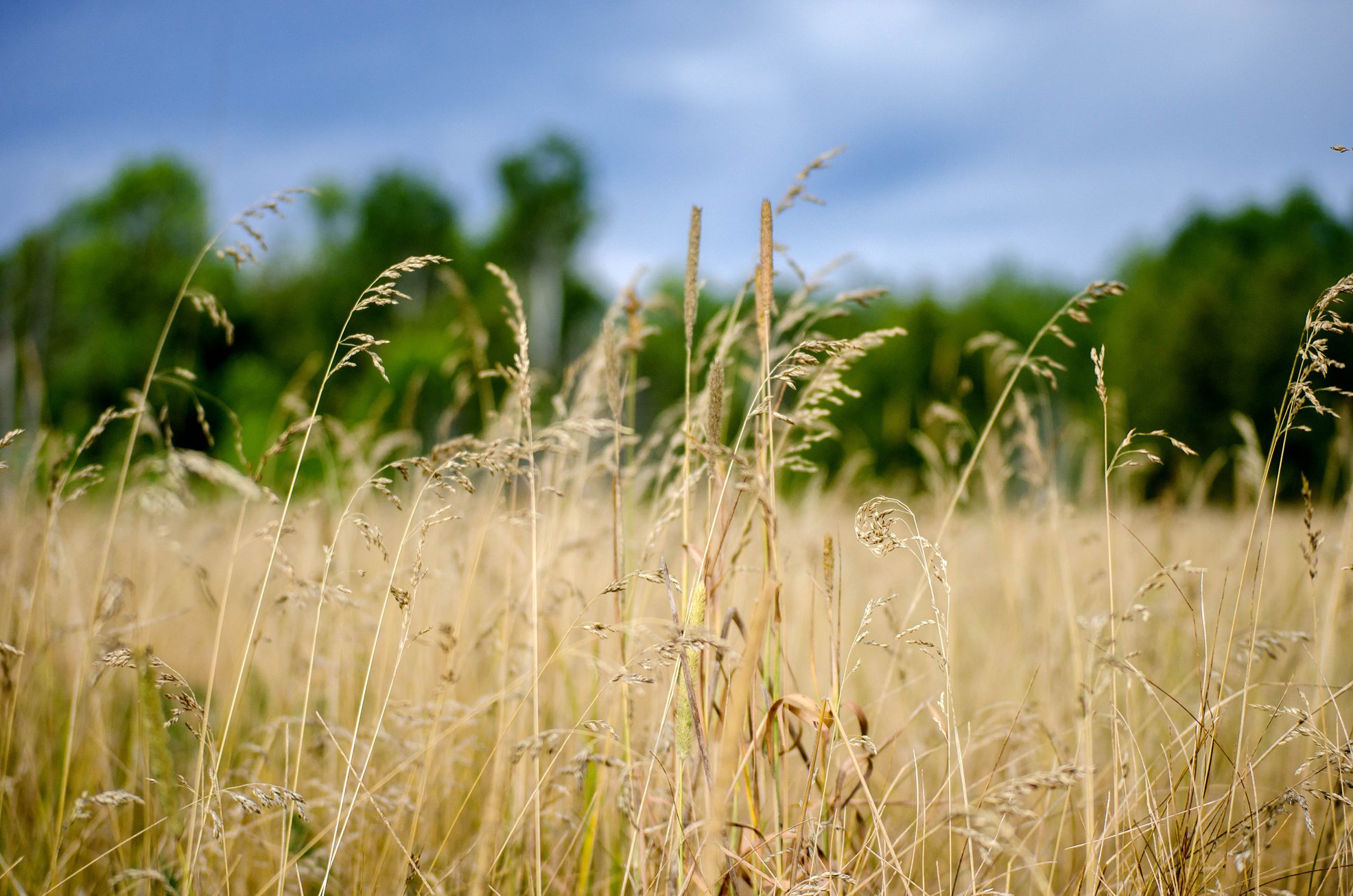 Dry Grass